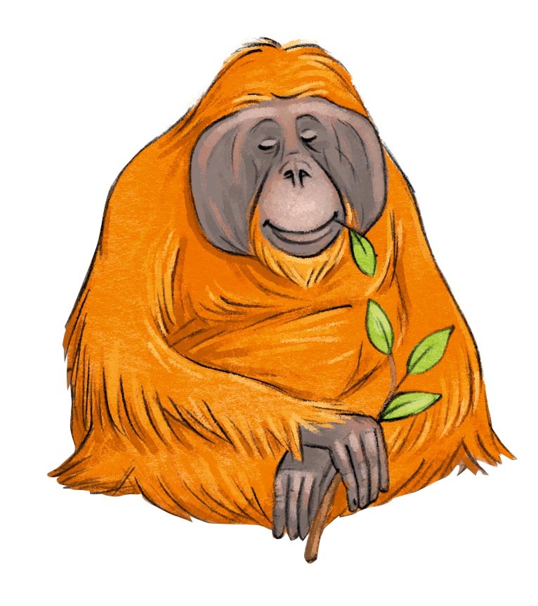 Orang_Utan