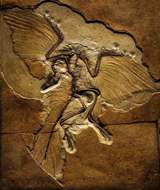 Dinosaurier-Fossil mit Federn