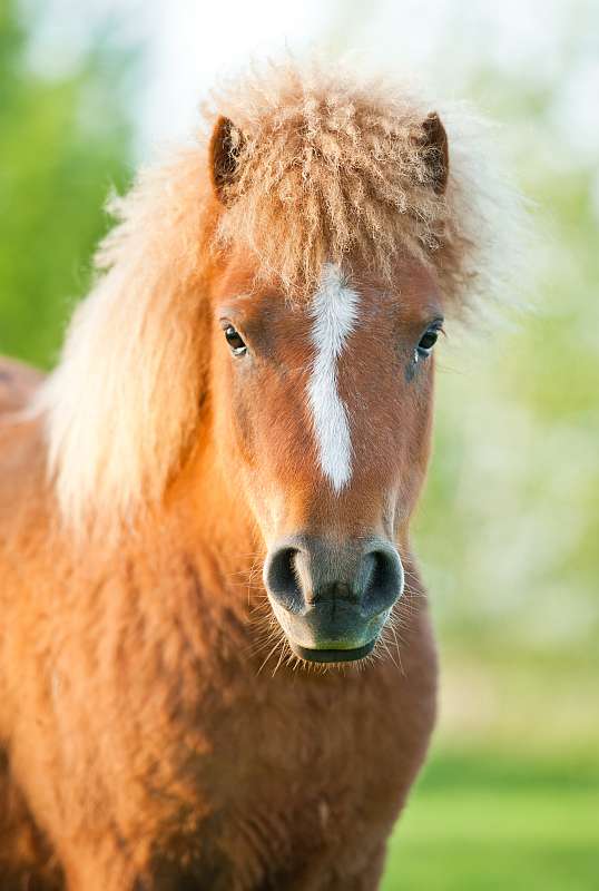 Curly Horse