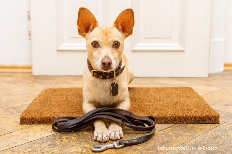 Hund wartet auf Spaziergang