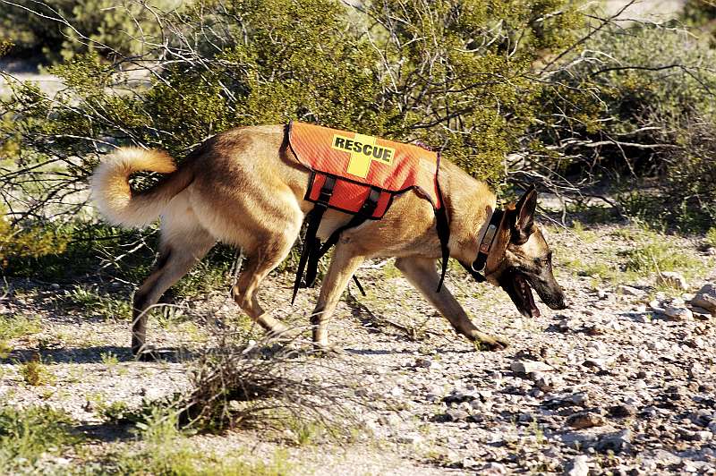 Search and rescue canine unit at work in the desert.                                