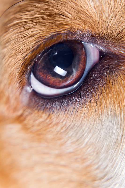 Hundeauge