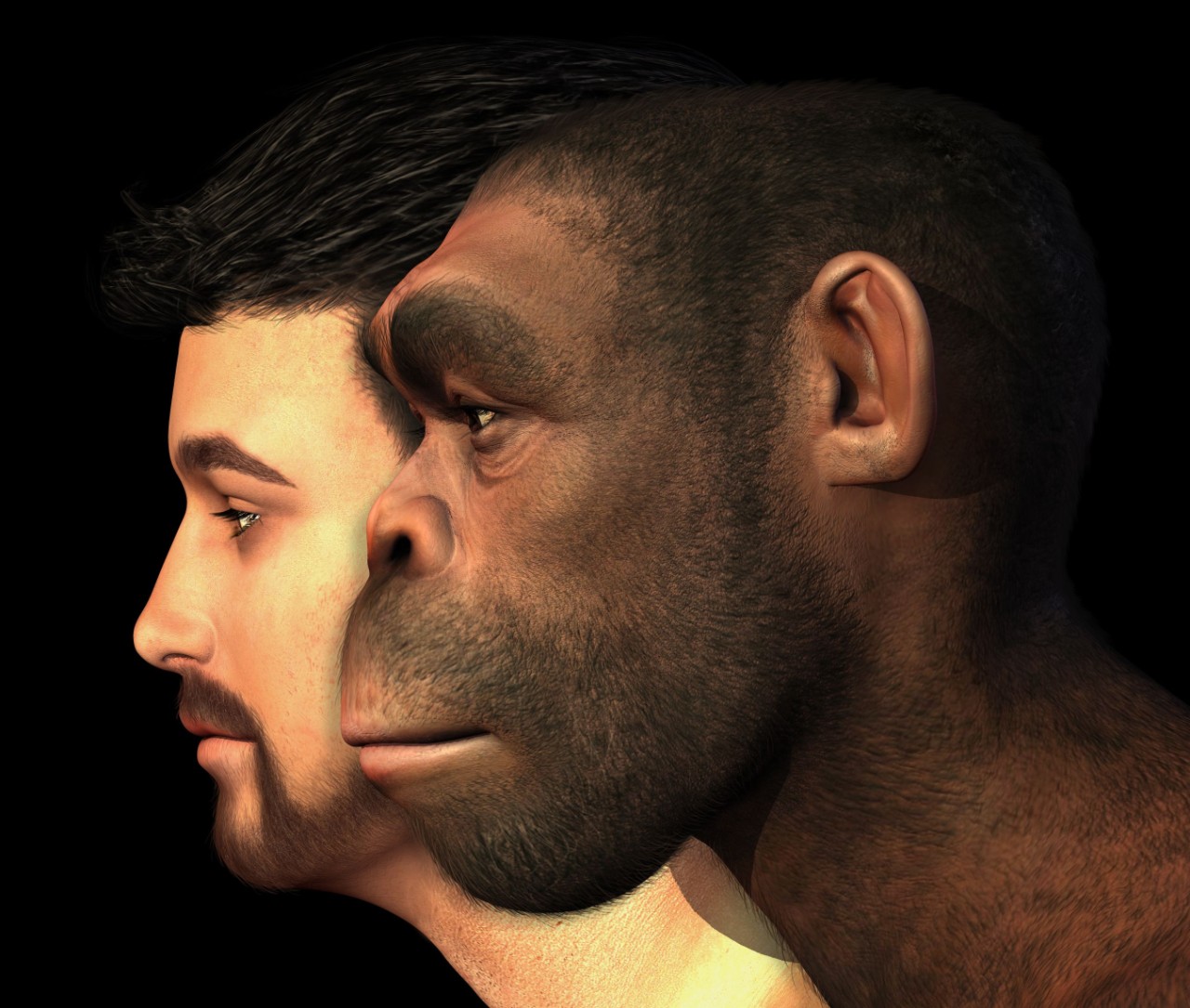 Homo erectus vs. Homo sapiens