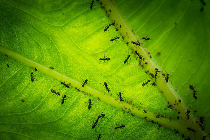 Ameisen: Eine faszinierende Spezies