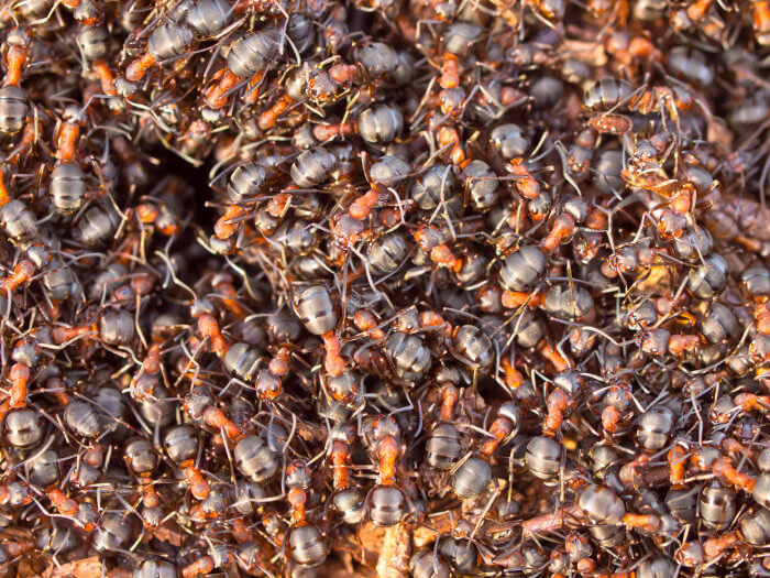 Sklavenhaltung bei Ameisen