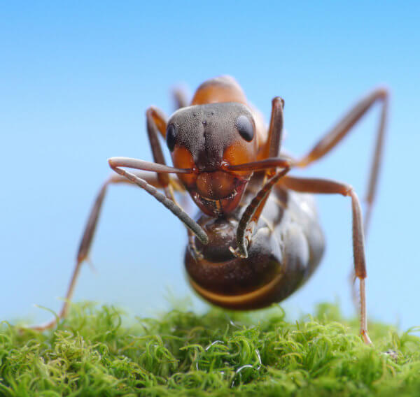 Feinde der Ameisen