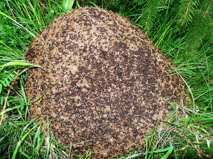 Wie und wo bauen Ameisen ihre Hügel und Nester?