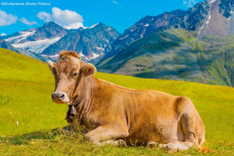 Kuh auf dre Alm