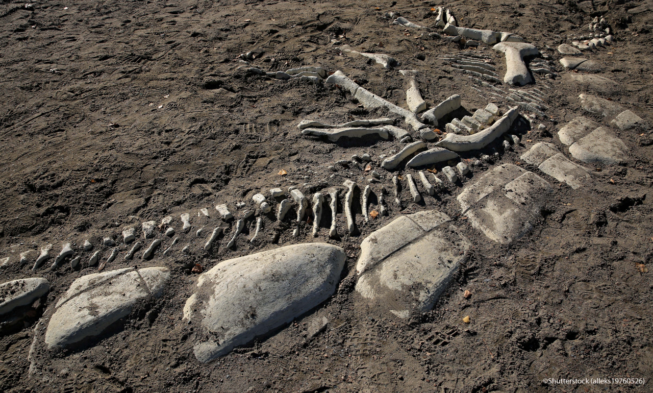 skeleton of a prehistoric dinosaur reptile unearthed by archaeologists