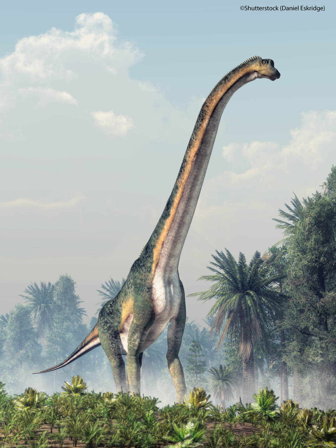 A giant sauropod, the largest of the dinosaurs and the biggest type of land animal ever, walks through a prehistoric plain among clumps of trees. 3D Rendering