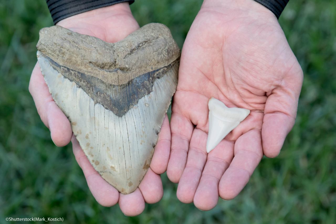 Comparison Photograph - Fossilized Megalodon Shark Tooth VS. Modern Great White Shark Tooth  - 6 Inch Megalodon Tooth / 2 inch Great White Tooth