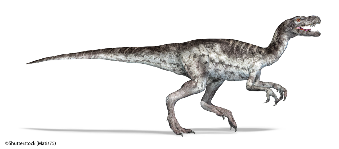 Herrerasaurus dinosaur, photorealistic 3d illustration, on white background. Clipping path included. Side view.