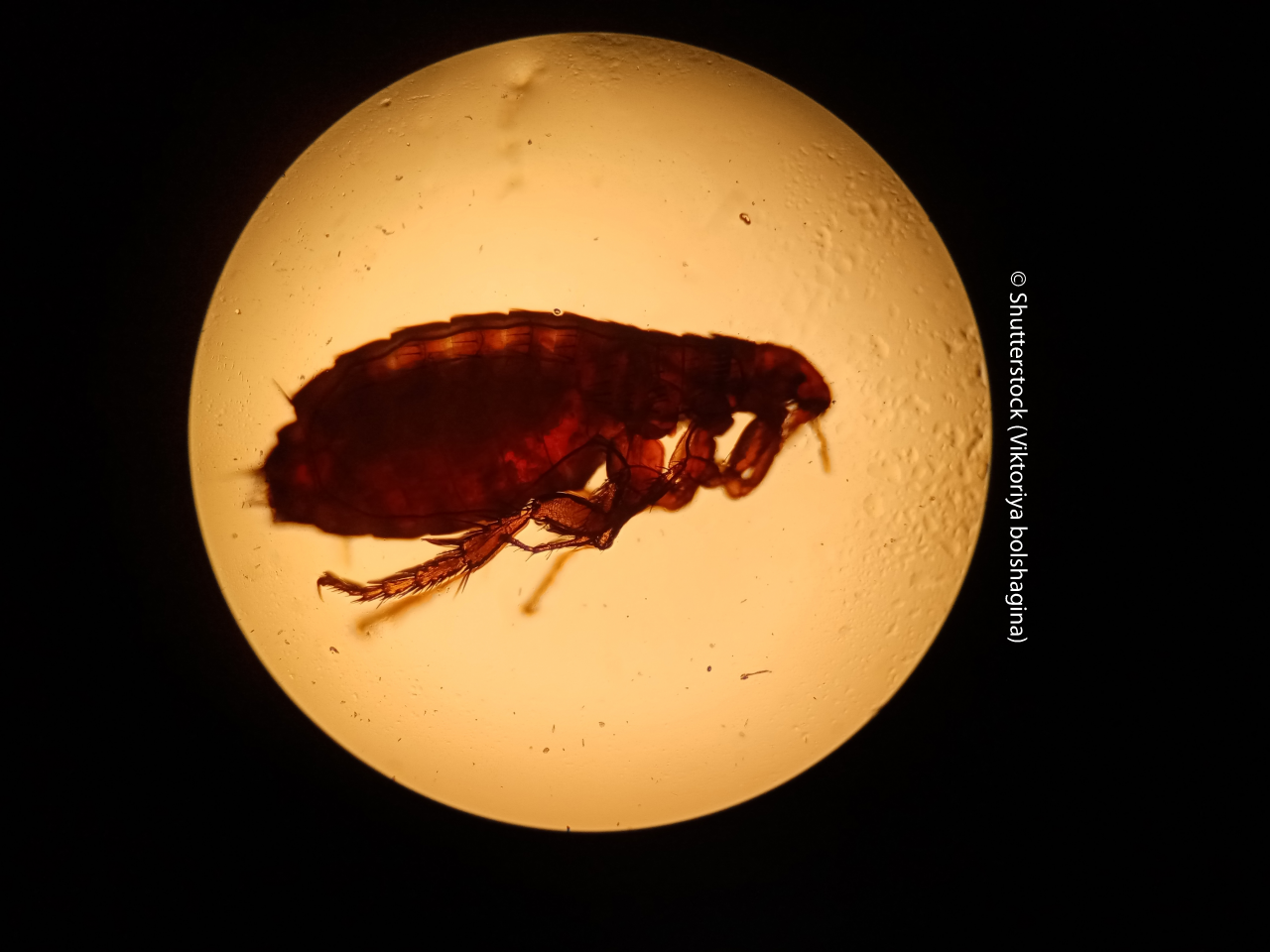 flea under the microscope . 