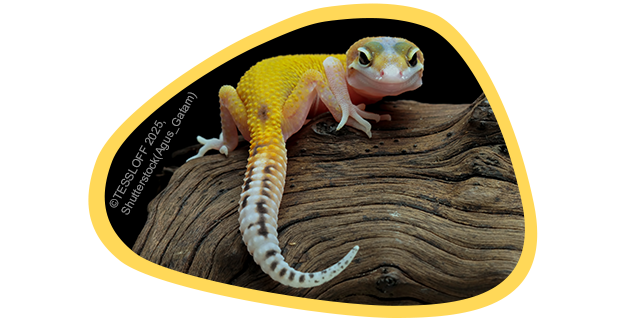 Gecko