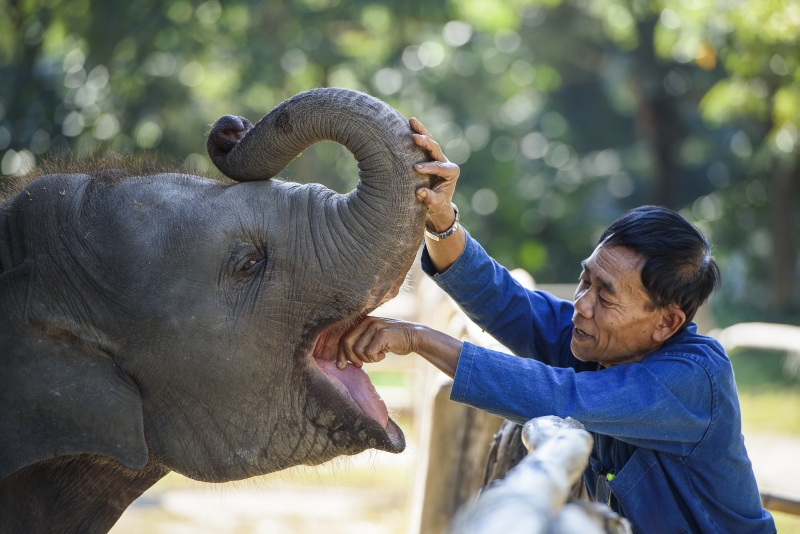 Elefant mit Mahout