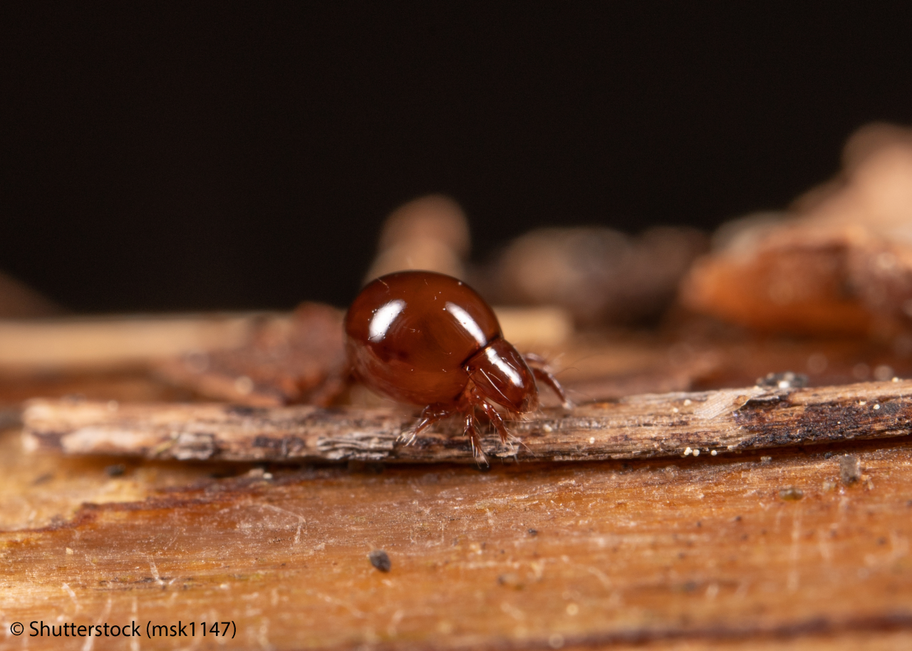 Oribatida (formerly Cryptostigmata), also known as oribatid mites, moss mites or beetle mites