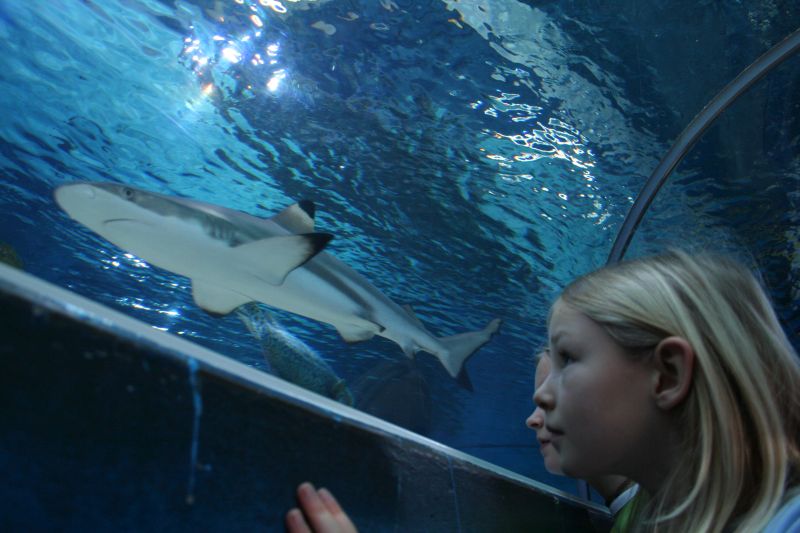 Haie Aquarium