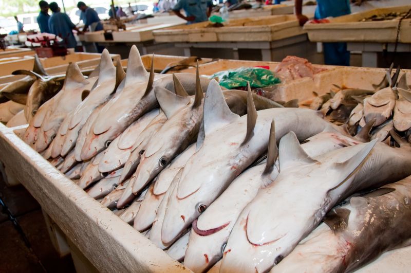 Hai auf Fischmarkt