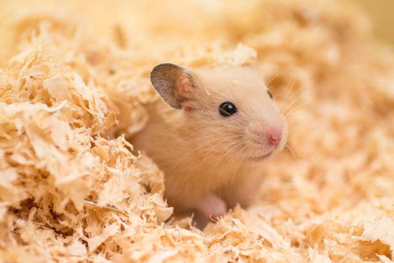 Goldhamster