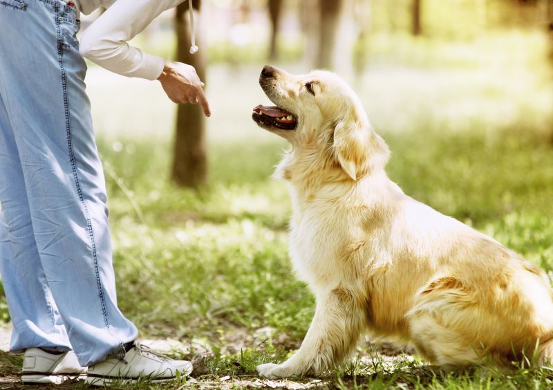 Golden Retriever