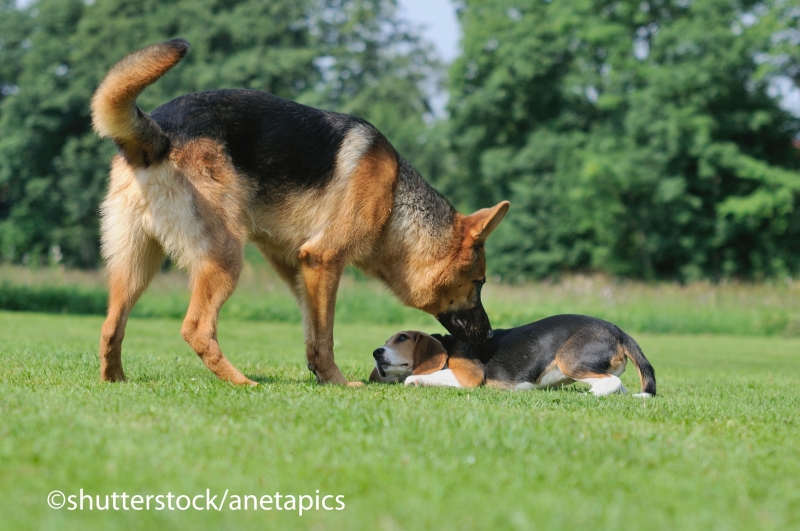 Kommunikation beim Hund