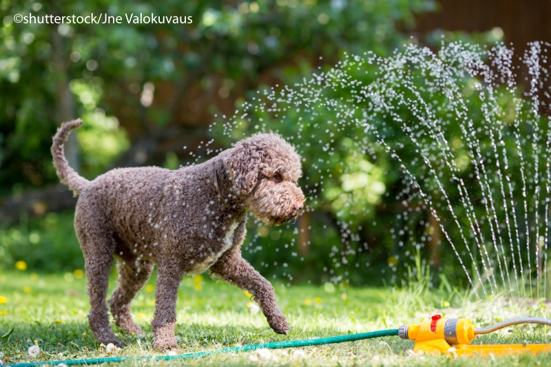 Hund Rasensprenger