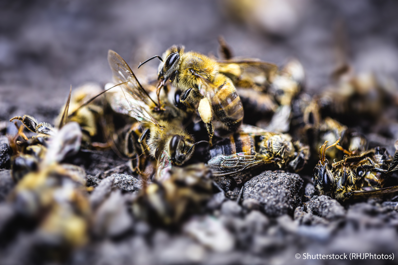 bees lying on the ground, killed by the use of poison or pesticides. Insect at risk of extinction.