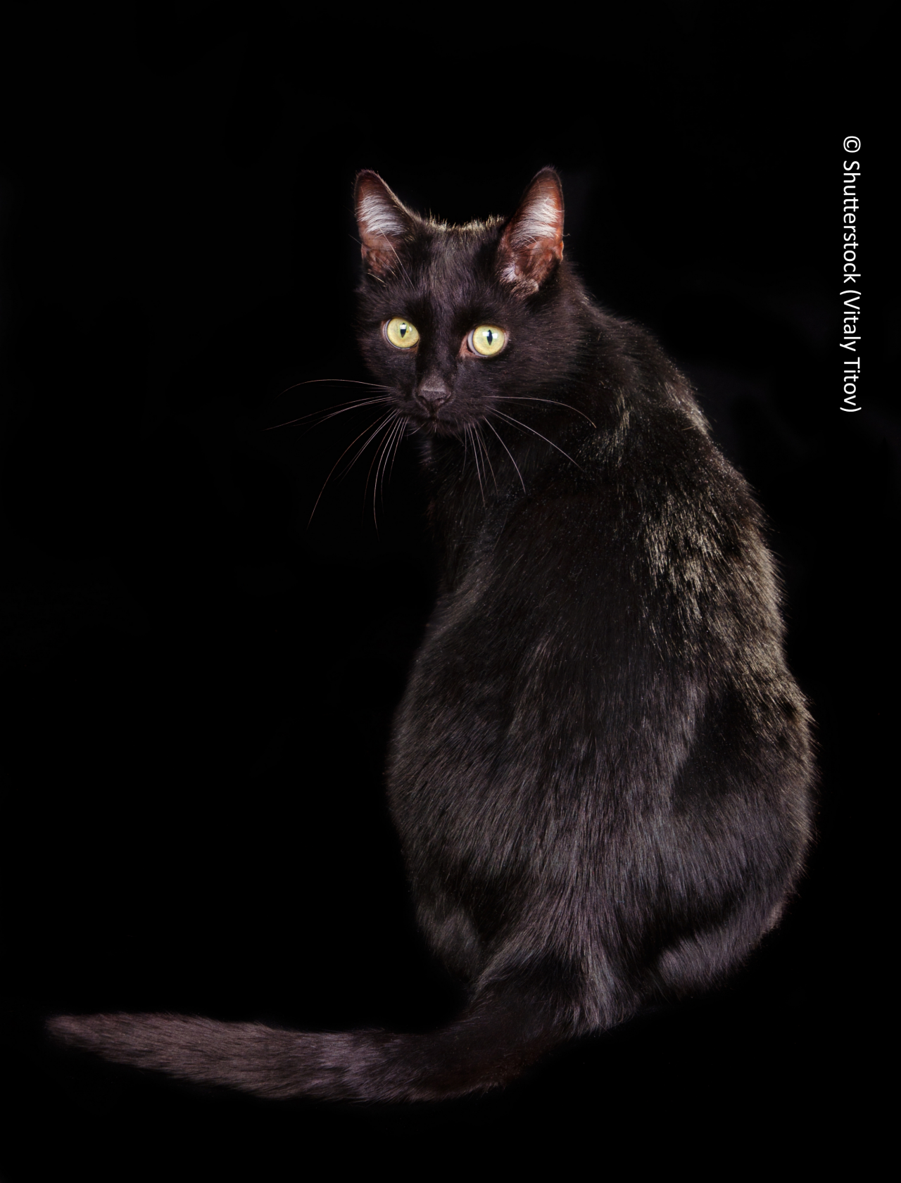 Back view of black cat sitting on black background with face turned to the viewer
