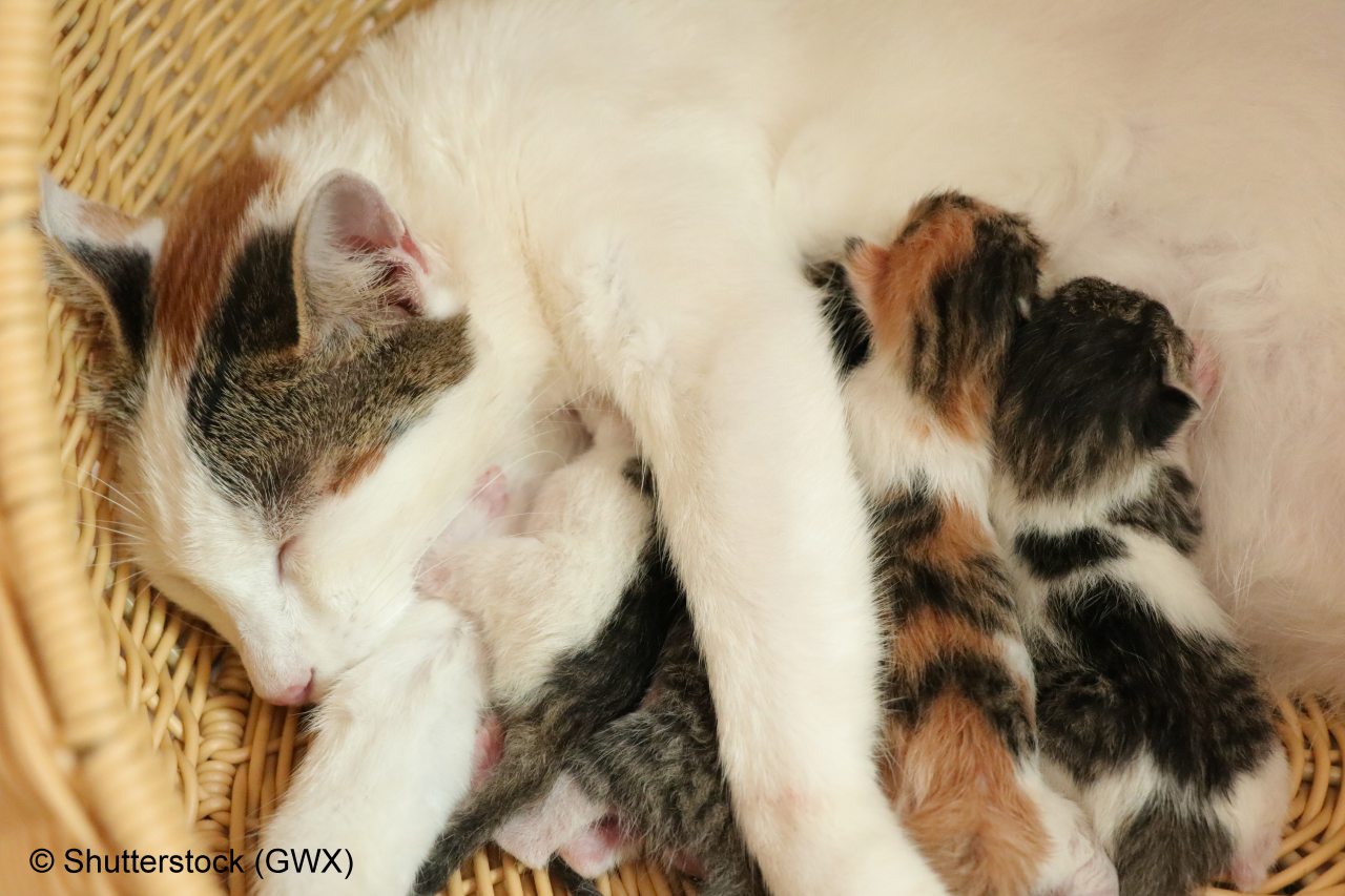 Mother fluffy cat pregnant give birth. New born baby kittens drinking milk from their mom's  breast.Newborn baby kittens.