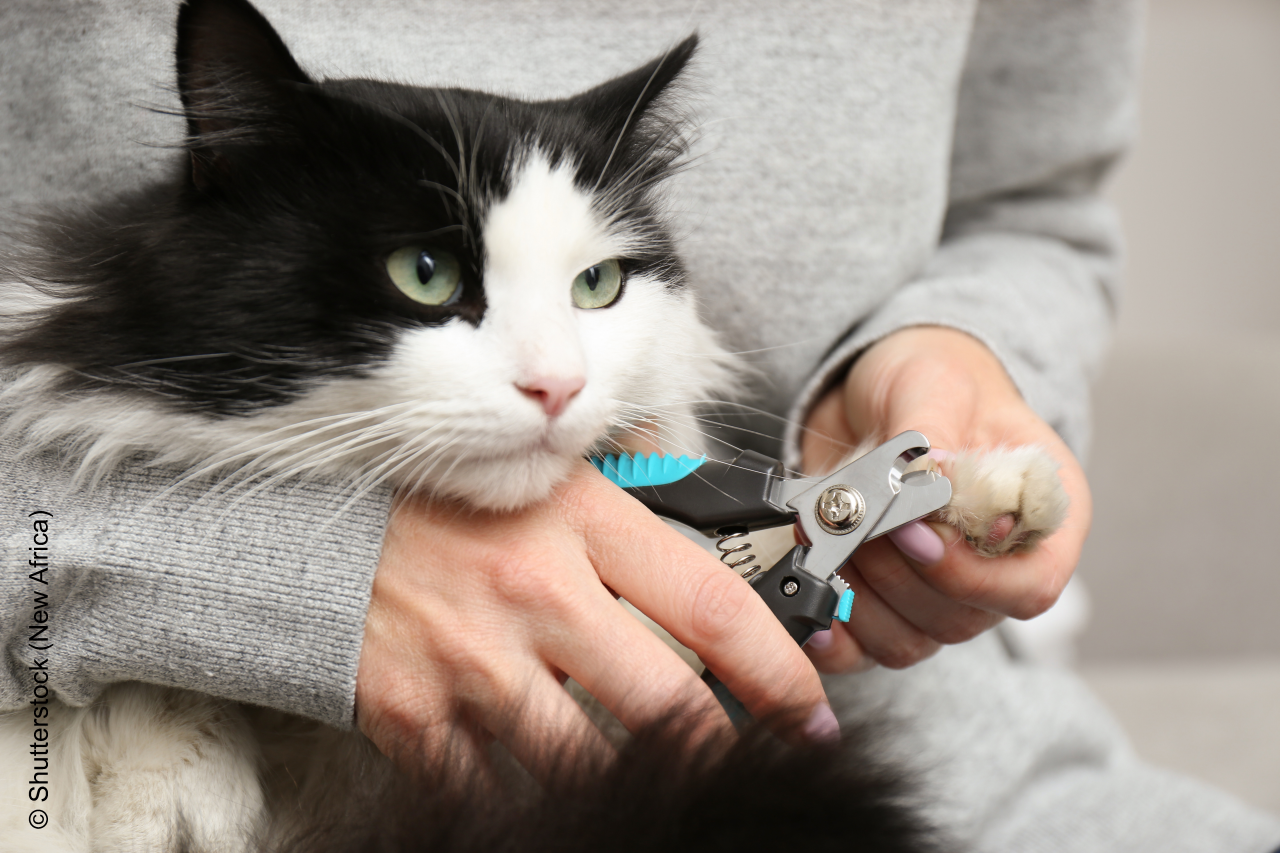 Woman cutting claws of cute cat with clipper on grey background, closeup