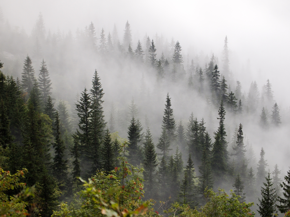 Wie entsteht Nebel