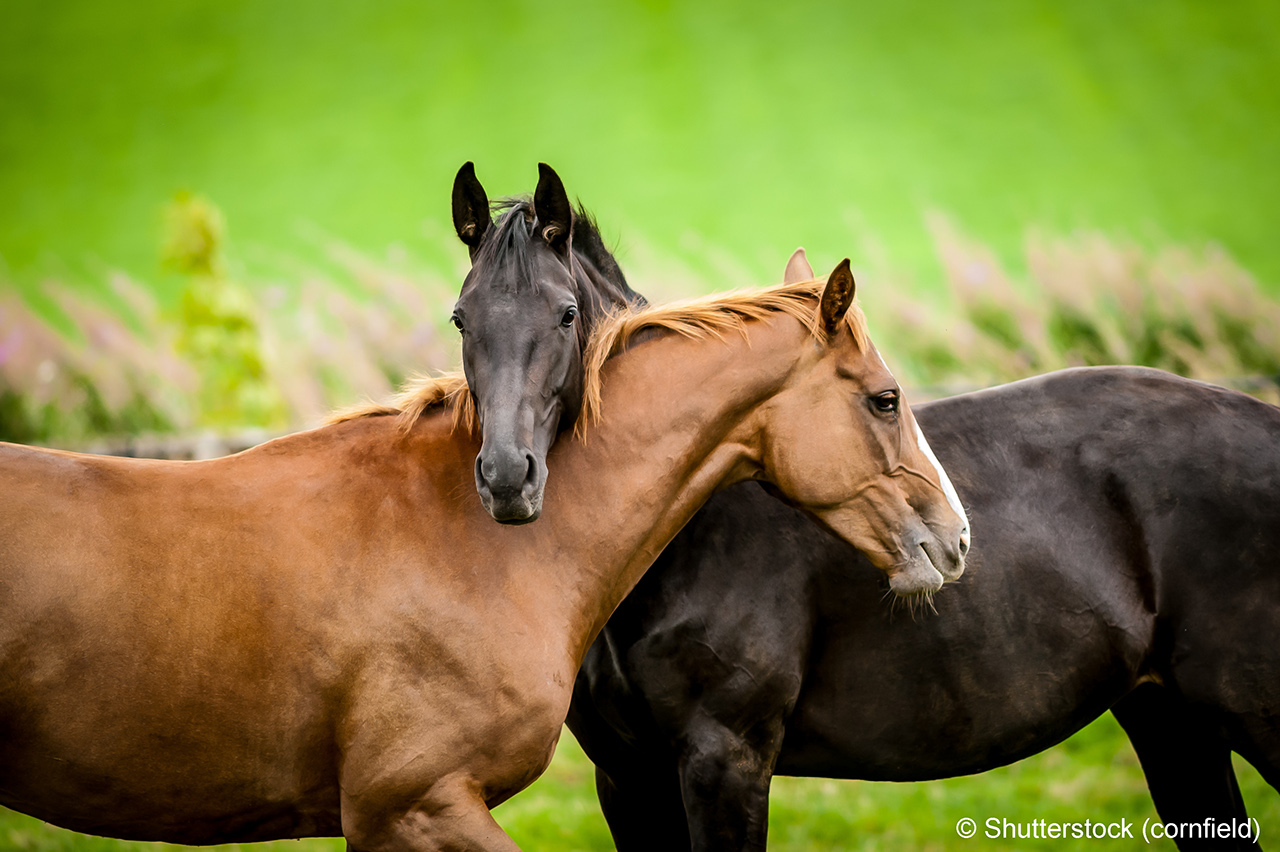 Two horses embracing in friendship.