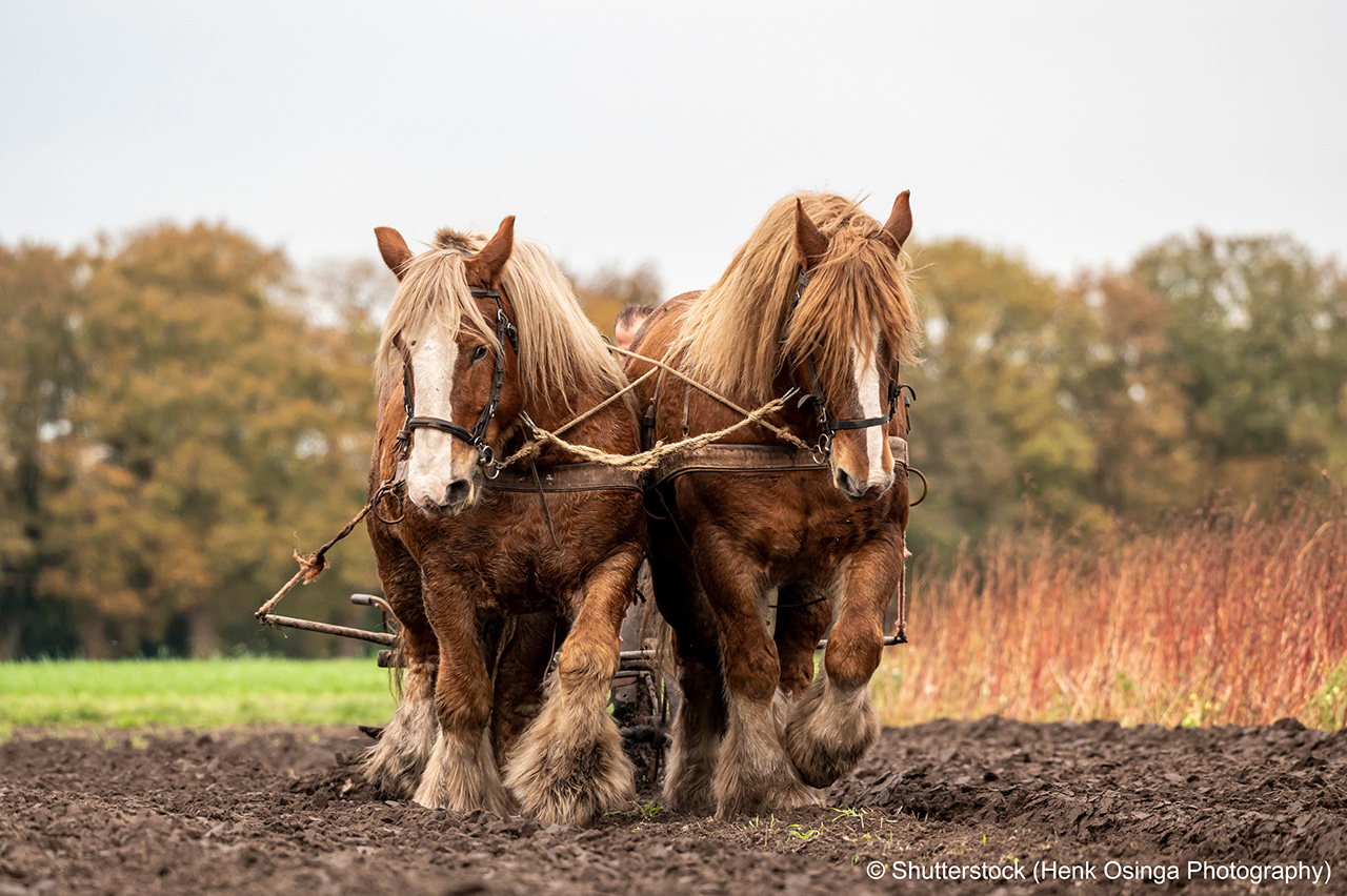 A pair of work horses ploughing a field in fall season.