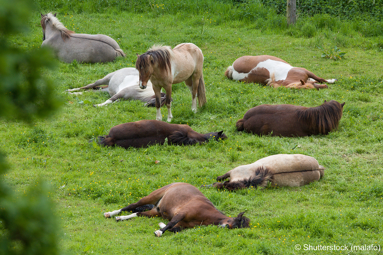 A herd of Icelandic horses lies in the pasture and sleeps. A horse stands and watches.