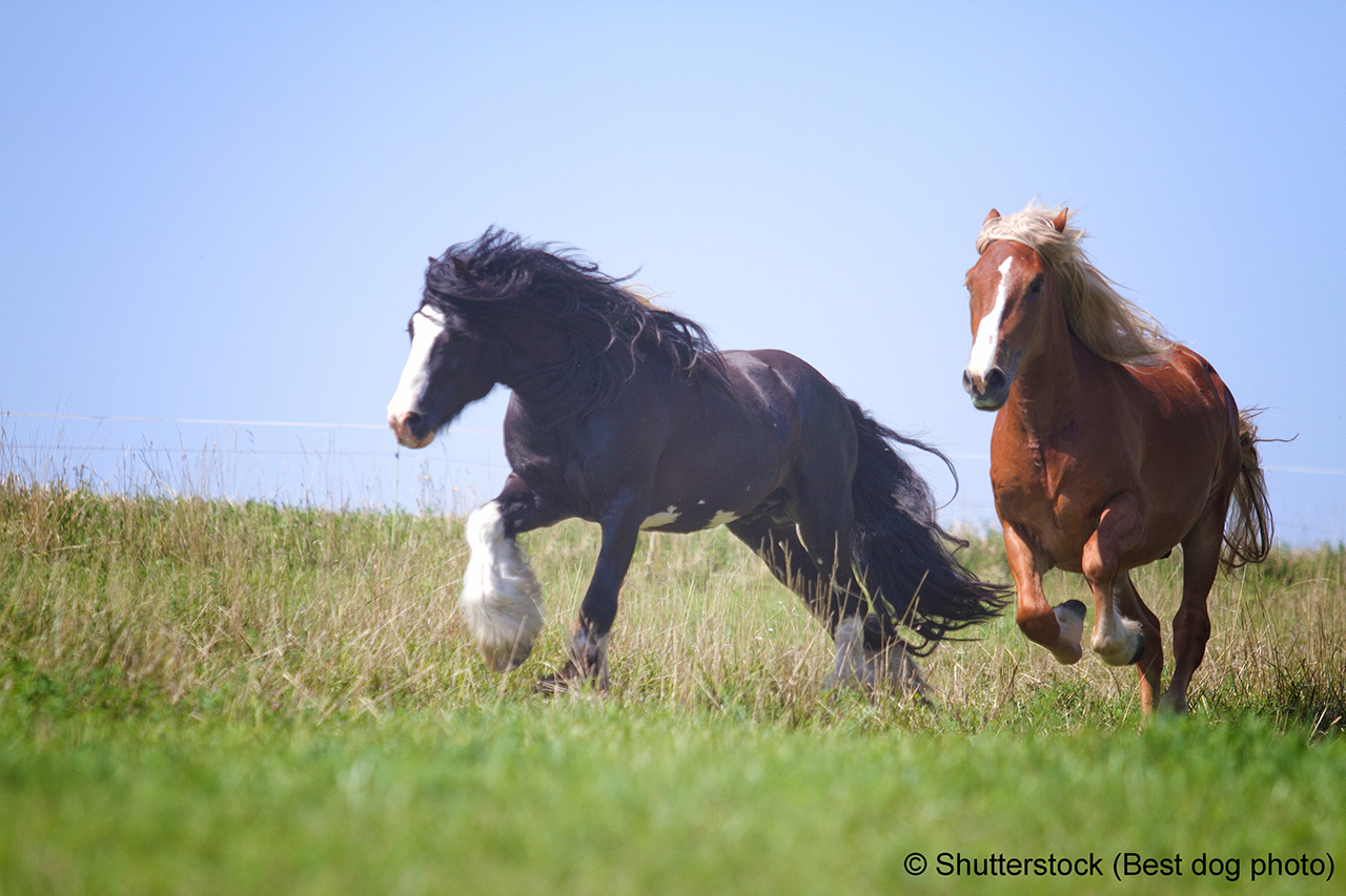 beautiful two horse breed irish cob and cold blooded running in field summer