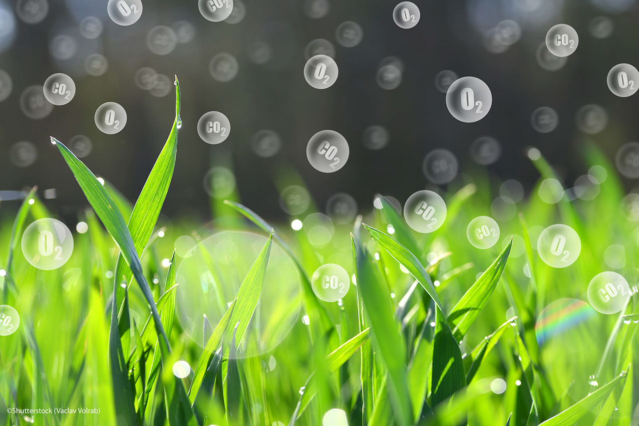 Fresh green spring leaves of grass with O2 and CO2 bubbles. Carbon dioxide absorption and oxygen release.