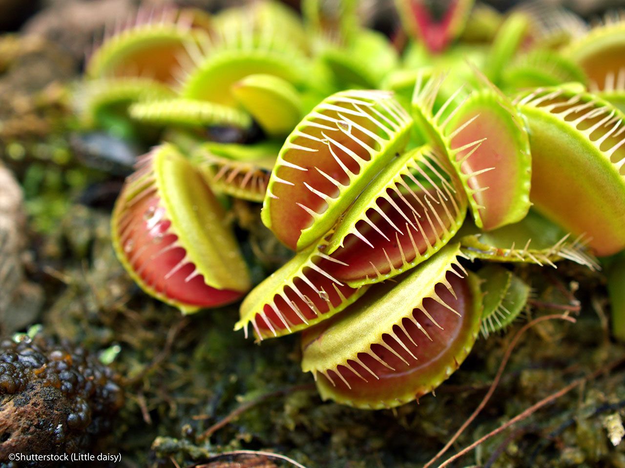 Closeup Venus flytrap ,Insectivorous plants ,Low Giant ,Dionaea muscipula ,needle-like-teeth ,venus fly catcher ,Cook's Carnivorous 