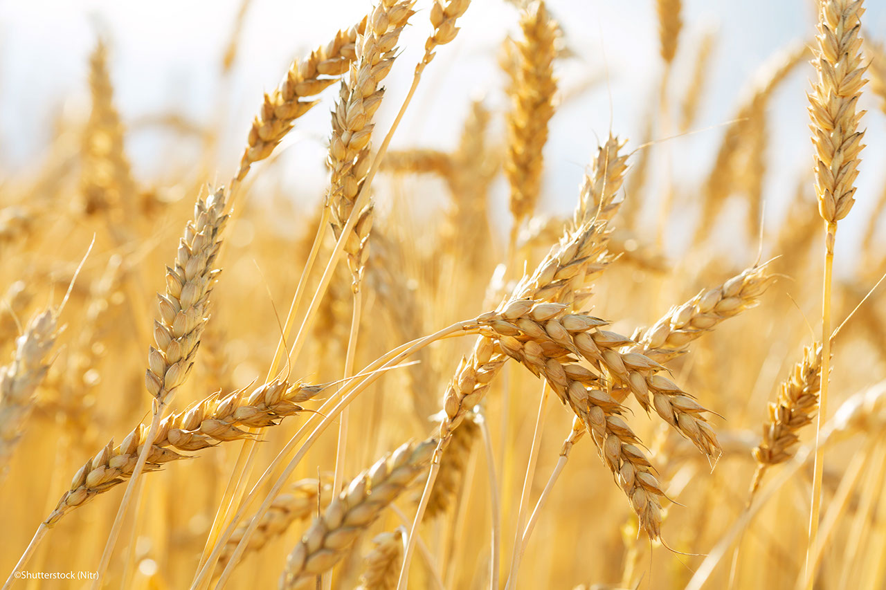 Close up of wheat ears. Field of wheat in a summer day. Harvesting period