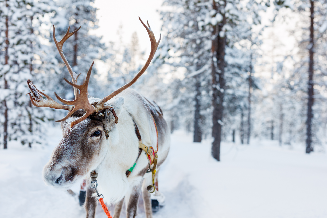Rentier mit Schlitten in Lappland