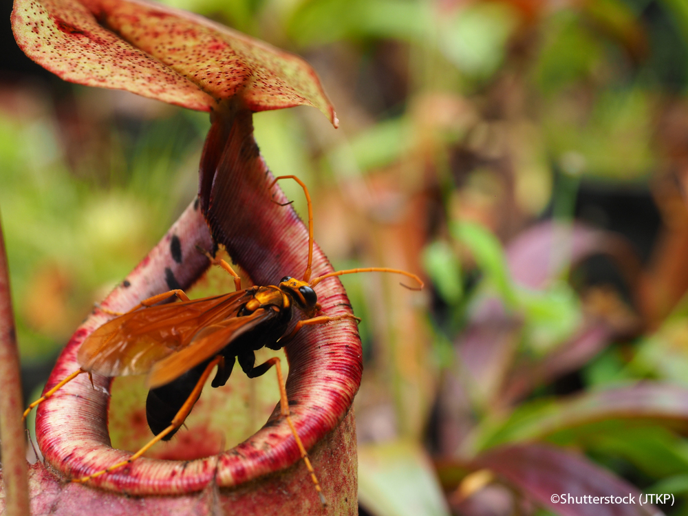 Pitcher Plant in Thailand