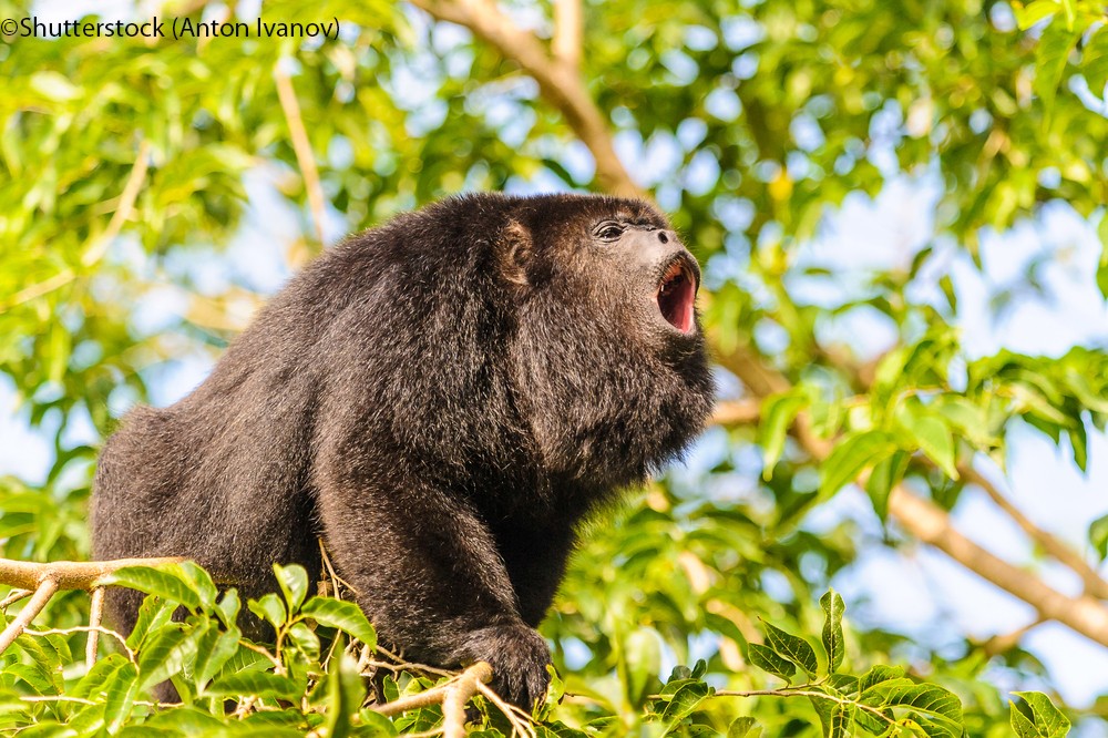 Howler monkey screams sitting on the tree