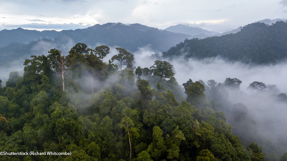 Aerial view of mist, cloud and fog hanging over a lush tropical rainforest after a storm