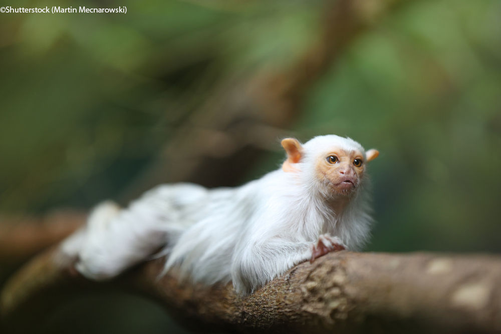 Wie viele Tiere gibt es im tropischen Regenwald?