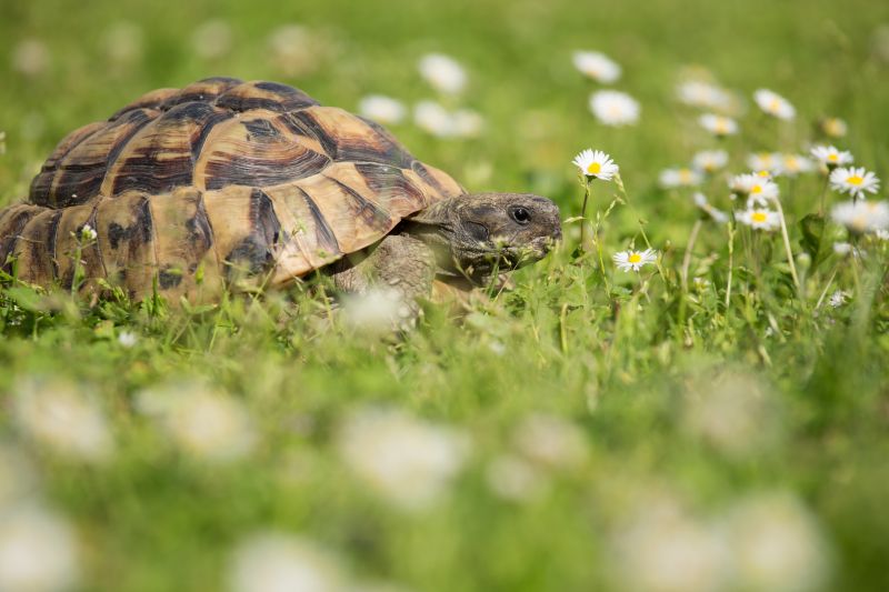 Schildkröte