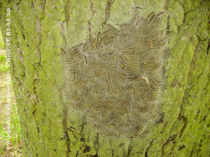 Raupen des Eichenprozessionsspinners (Thaumetopoea processionea) im Nest am Stamm einer Eichecaterpillars of Oak Processionary (Thaumetopoea processionea) in nest at trunk of oak tree