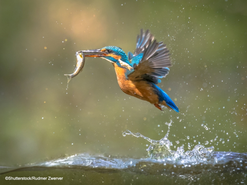 Eisvogel