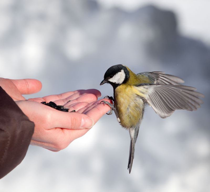 Vögel füttern aber richtig