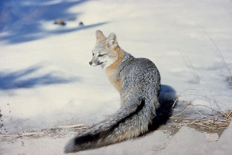 So überleben Wildtiere den Winter