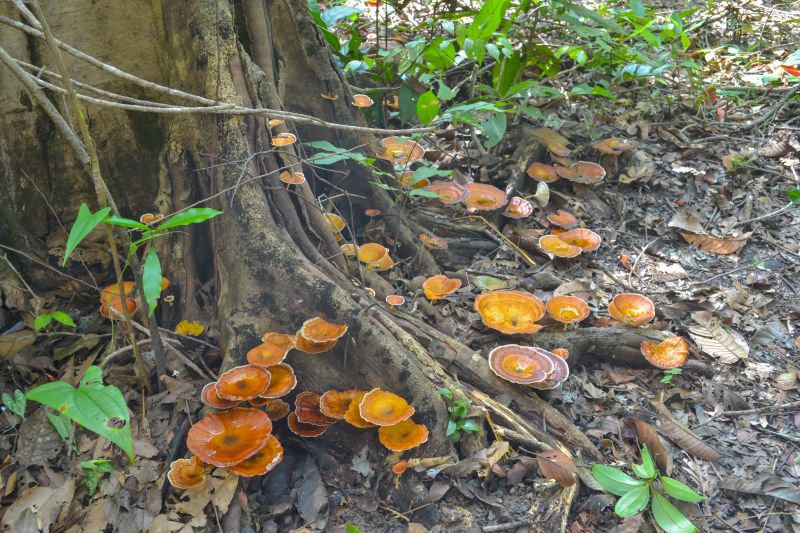 Waldboden mit Pilzen