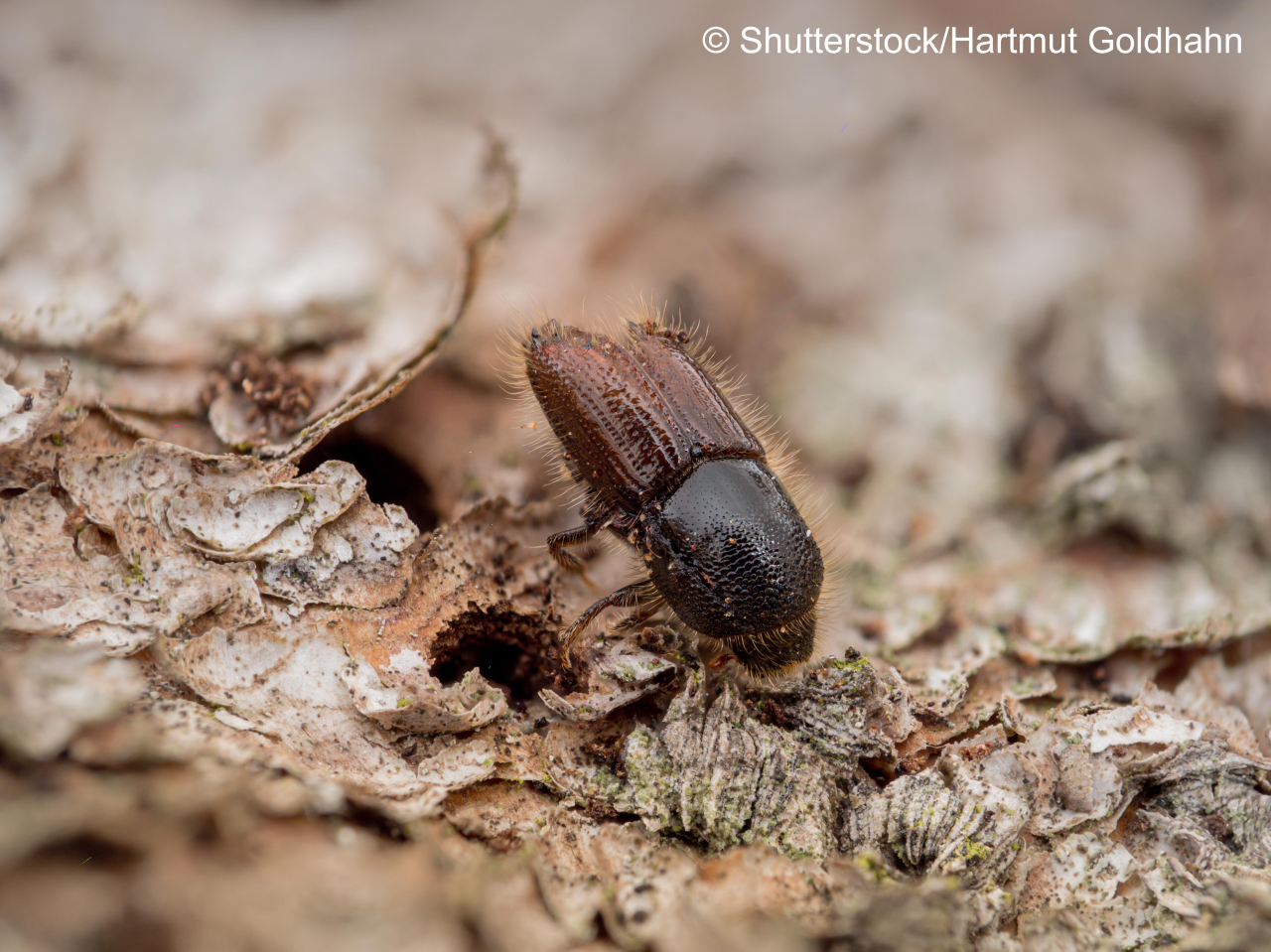 Detailed close-up of a single bark beetle on the bark of a spruce tree.